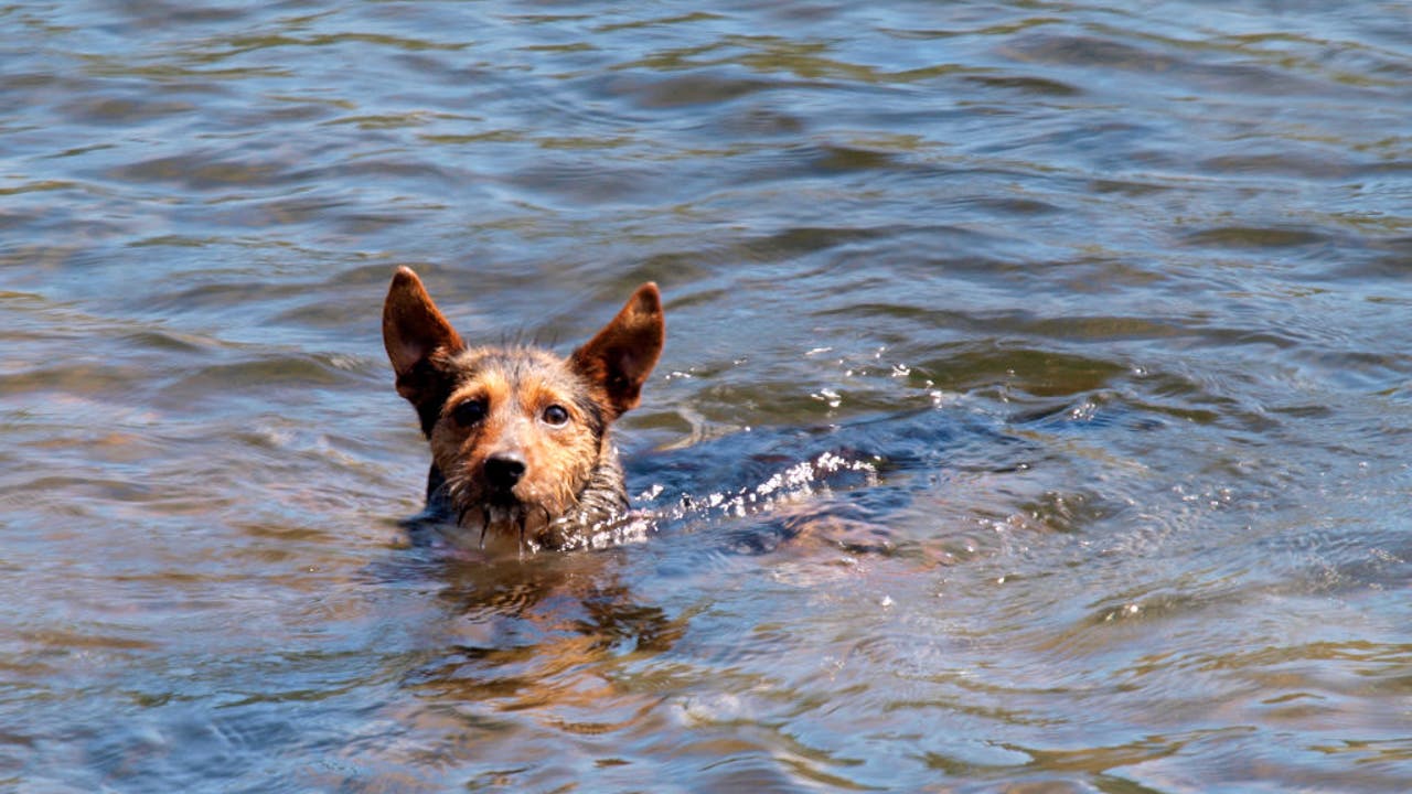 Michigan state park dog-friendly beaches: Where your pet can take a swim