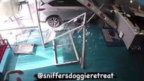 Video shows car plow through doggy daycare