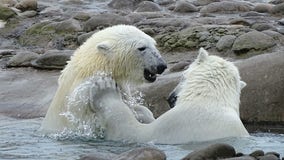 Detroit Zoo says goodbye to inseparable polar bear duo Astra and Laerke
