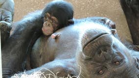 Detroit zoo welcomes adorable new baby chimpanzee
