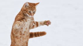 Michigan could become third state to ban cat declawing