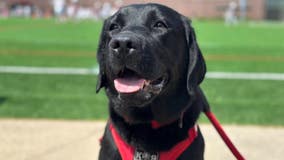 Michigan university adds full-time therapy dog to help students' mental health