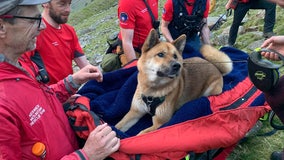 ‘Positively regal’ dog rescued after scaling England’s tallest mountain