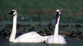 58 species added, 36 removed from Michigan’s threatened, endangered species list