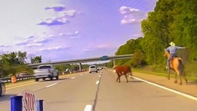 Runaway cow caught after fleeing wranglers onto I-75 in Oakland County