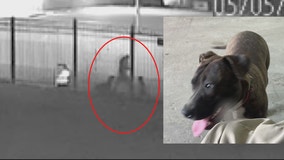 'Cowardism, senseless act': Suspect shoots, kills guard dog at Detroit collision shop