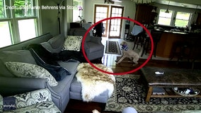 Watch: Family dog scares off black bear from New York home