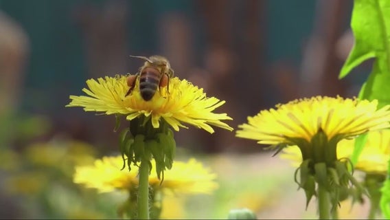 Do dandelions deserve their status as a weed?