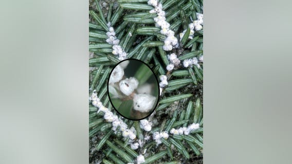 Invasive hemlock woolly adelgid detected in ninth Michigan county, further threatening tree species