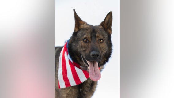 Adopt a dog from Friends for Animals of Metro Detroit for $50 through Saturday