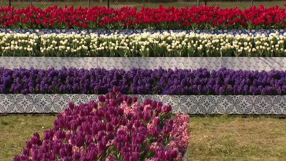 Holland Tulip Time Festival guide: Annual event kicks off in west Michigan