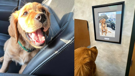 Wayne police introduce new therapy dog, Hank, after previous dog's death