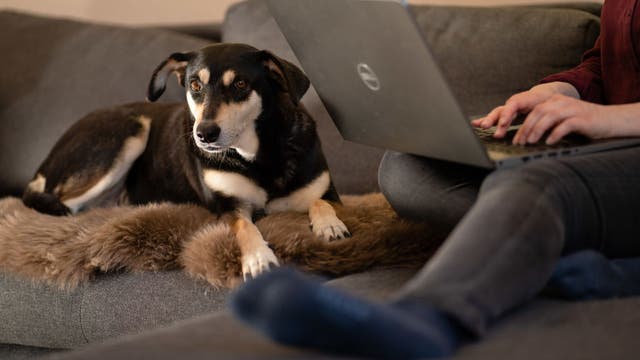 Why do dogs panic during storms? Here's how to help your best friend weather their fear