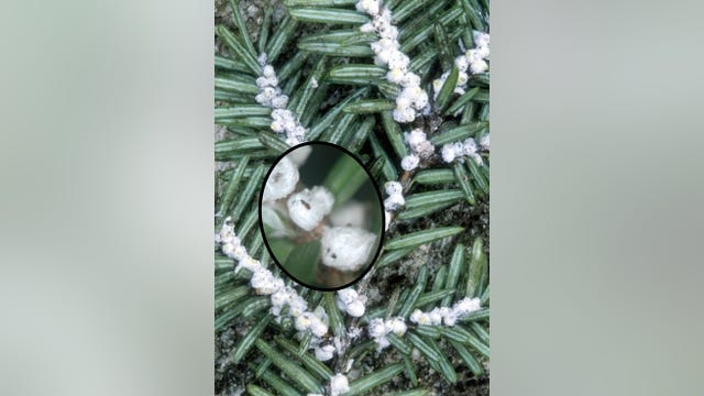 Invasive hemlock woolly adelgid detected in ninth Michigan county, further threatening tree species