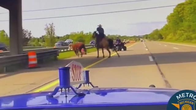Wrangler who helped chase down runaway cow on I-75: 'Blessing he didn't get hurt'