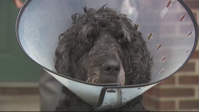 Wayne State University officer cleared of wrong-doing after shooting family dog