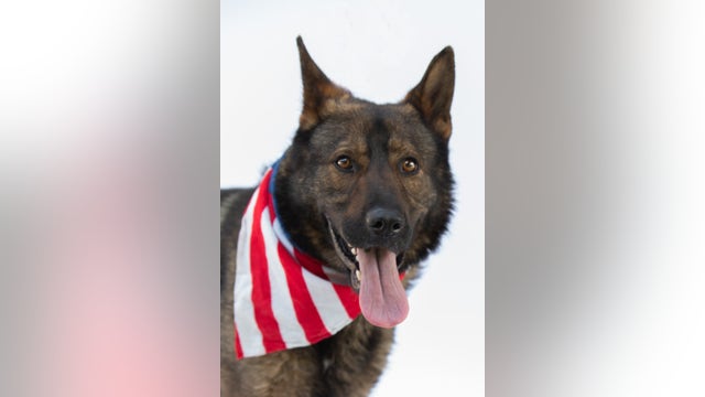 Adopt a dog from Friends for Animals of Metro Detroit for $50 through Saturday