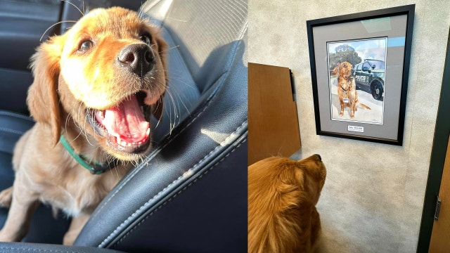 Wayne police introduce new therapy dog, Hank, after previous dog's death