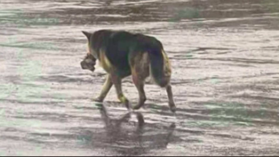 Abandoned dog seen wandering Detroit streets with stuffed toy rescued, now  receiving care