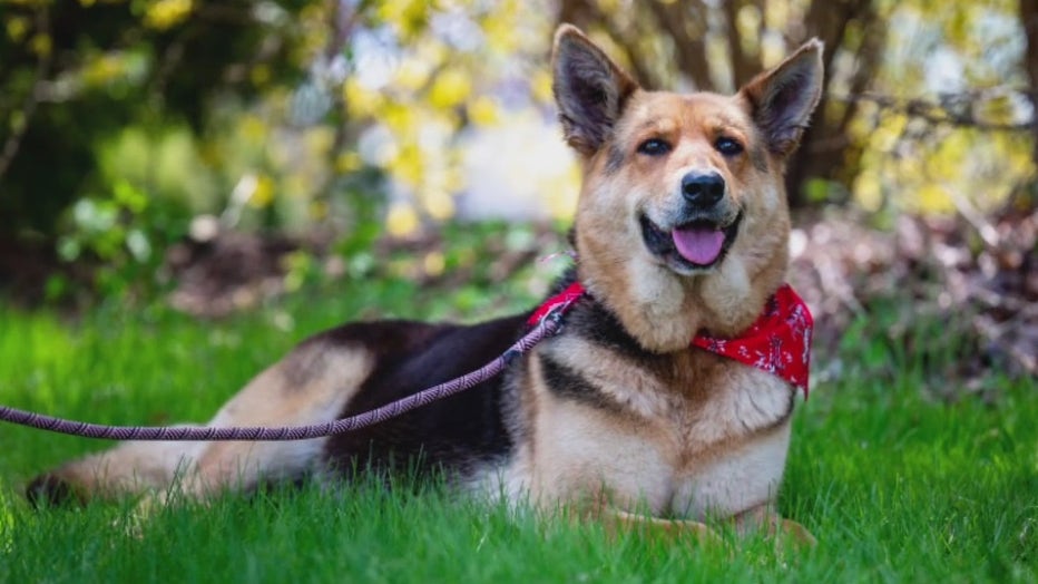 Abandoned dog seen wandering Detroit streets with stuffed toy rescued, now  receiving care