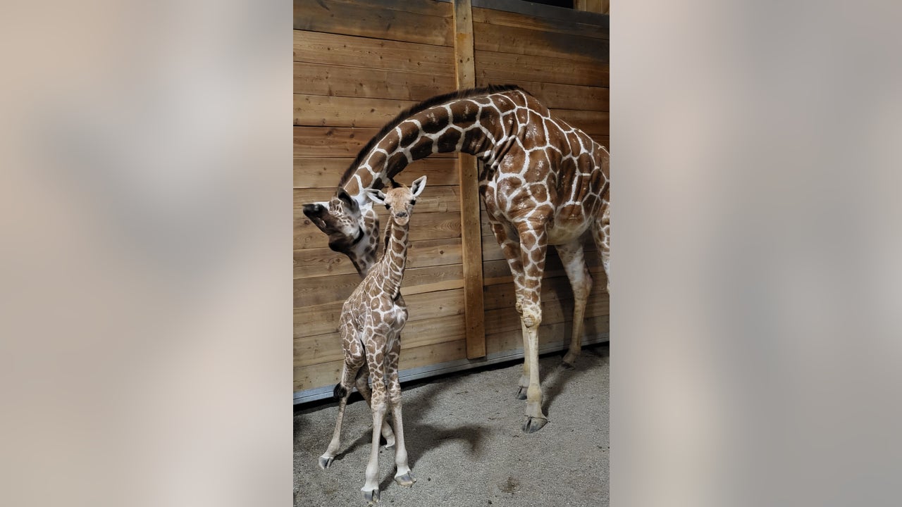 Detroit Zoo announces birth of adorable new giraffe