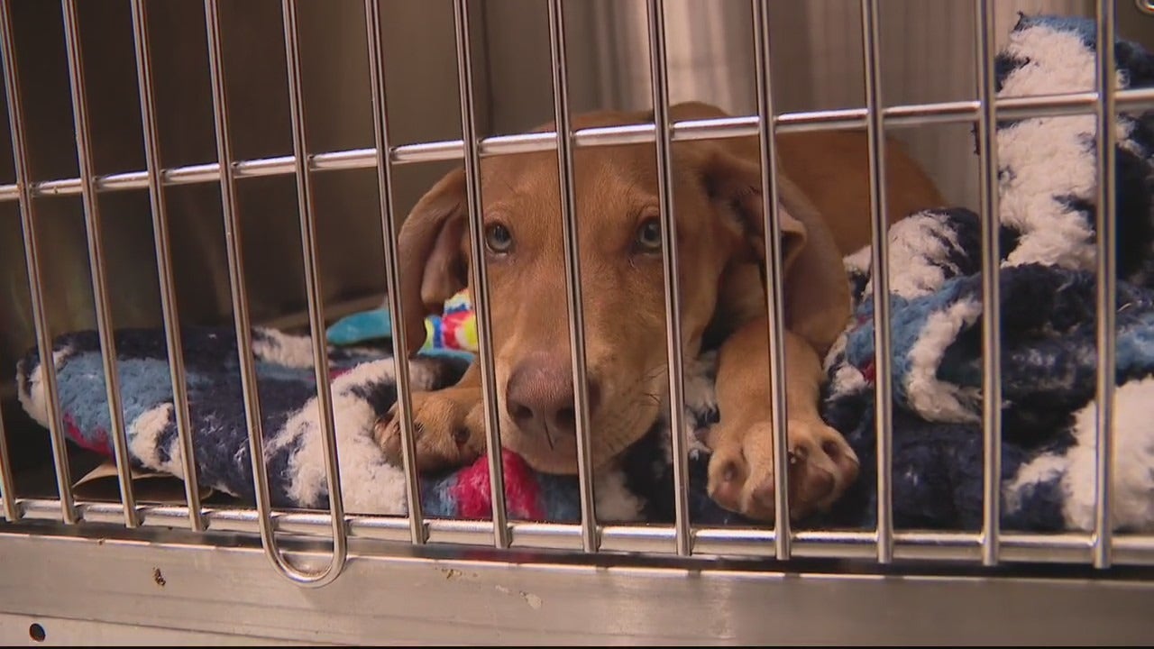 Detroit Dog Rescue opens new shelter on Detroit’s west side