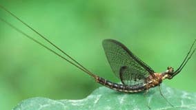 Mayfly swarms emerging from the Great Lakes for summer mating season