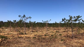 Red pines in northern Michigan trimmed to promote seed growth