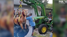 Florida firefighters rescue horse that fell into swimming pool, video shows