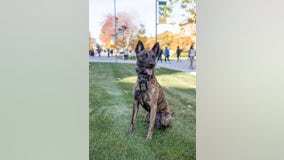 Wayne State K-9 receiving bulletproof vest with embroidered message in memory of Collin Rose