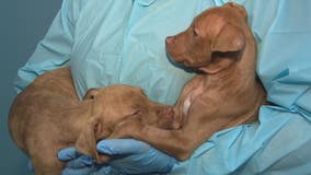 Cases of parvovirus surge in dogs across Metro Detroit - what you need to know