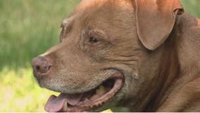 Grosse Pointe Shores reverses controversial pit bull ban