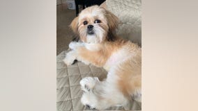 Therapy dog disappears from Detroit home while owner on surprise trip; dogsitters say he was stolen