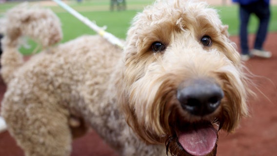 Michigan state vets on alert for mysterious dog illness cases reported around U.S.