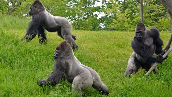 Detroit Zoo saying goodbye to gorilla trio - and invites the public to say farewell with them