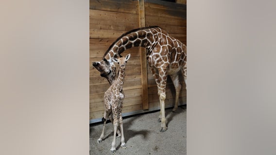 Detroit Zoo announces birth of adorable new giraffe