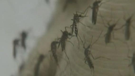 Hotter and drier spring has meant less mosquitoes and ticks this year