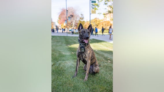 Wayne State K-9 receiving bulletproof vest with embroidered message in memory of Collin Rose
