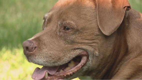 Grosse Pointe Shores reverses controversial pit bull ban