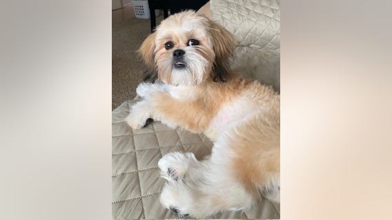 Therapy dog disappears from Detroit home while owner on surprise trip; dogsitters say he was stolen