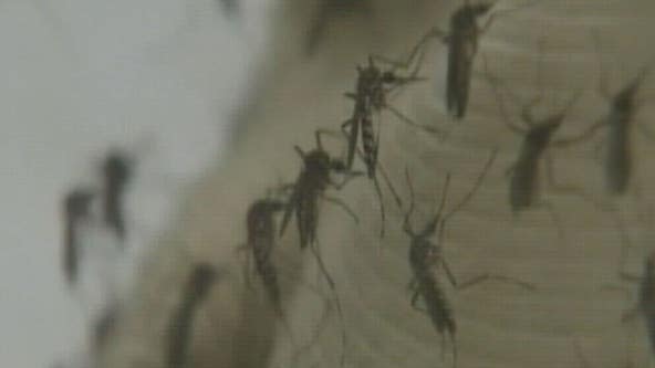 Hotter and drier spring has meant less mosquitoes and ticks this year