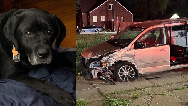 Quadriplegic Detroit man loses wheelchair and service dog in separate hit-and-runs