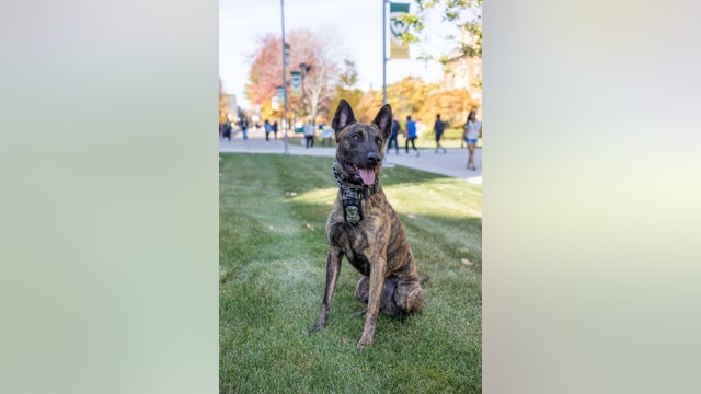 Wayne State K-9 receiving bulletproof vest with embroidered message in memory of Collin Rose