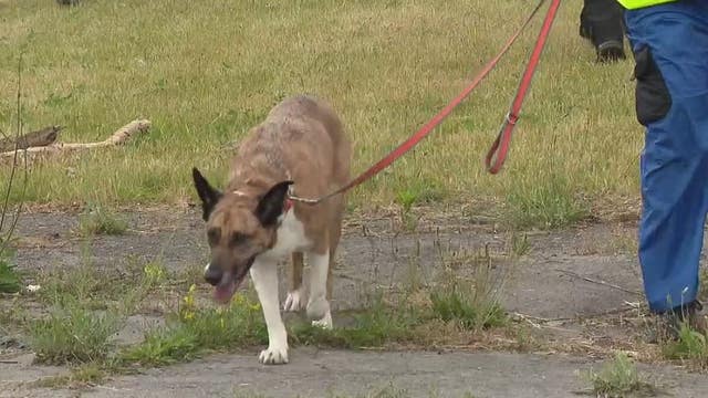 Detroit training held for K9 search and rescue dogs who solve mysteries, get answers