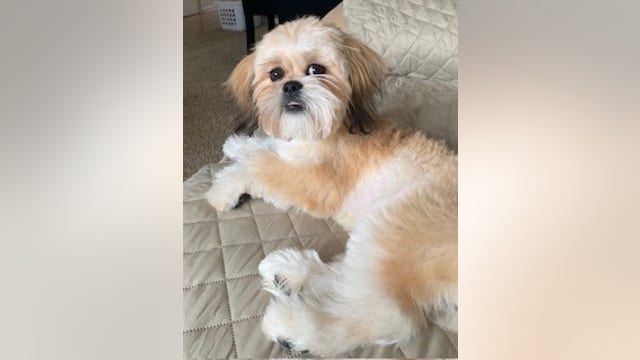 Therapy dog disappears from Detroit home while owner on surprise trip; dogsitters say he was stolen