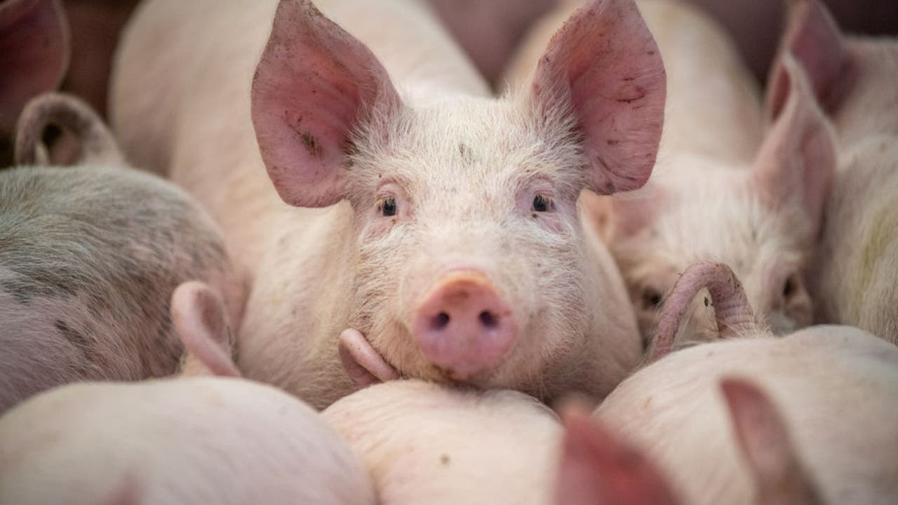 Oakland County Fair pigs test positive for swine flu