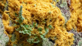 Watch: Freaky slime mold pulsates as spores spread in Alaska national park
