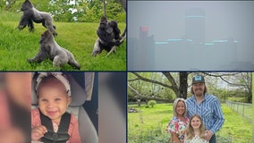 Farewell to Detroit Zoo gorillas • Family of electrocuted lineman heartbroken • CPS supervisor put on leave