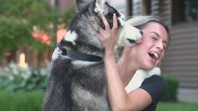 Lost Husky from Traverse City rescued in Sterling Heights reunited with owner