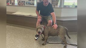 FOX 2 viewer adopts Jack from Detroit Dog Rescue - where he spent over 500 days